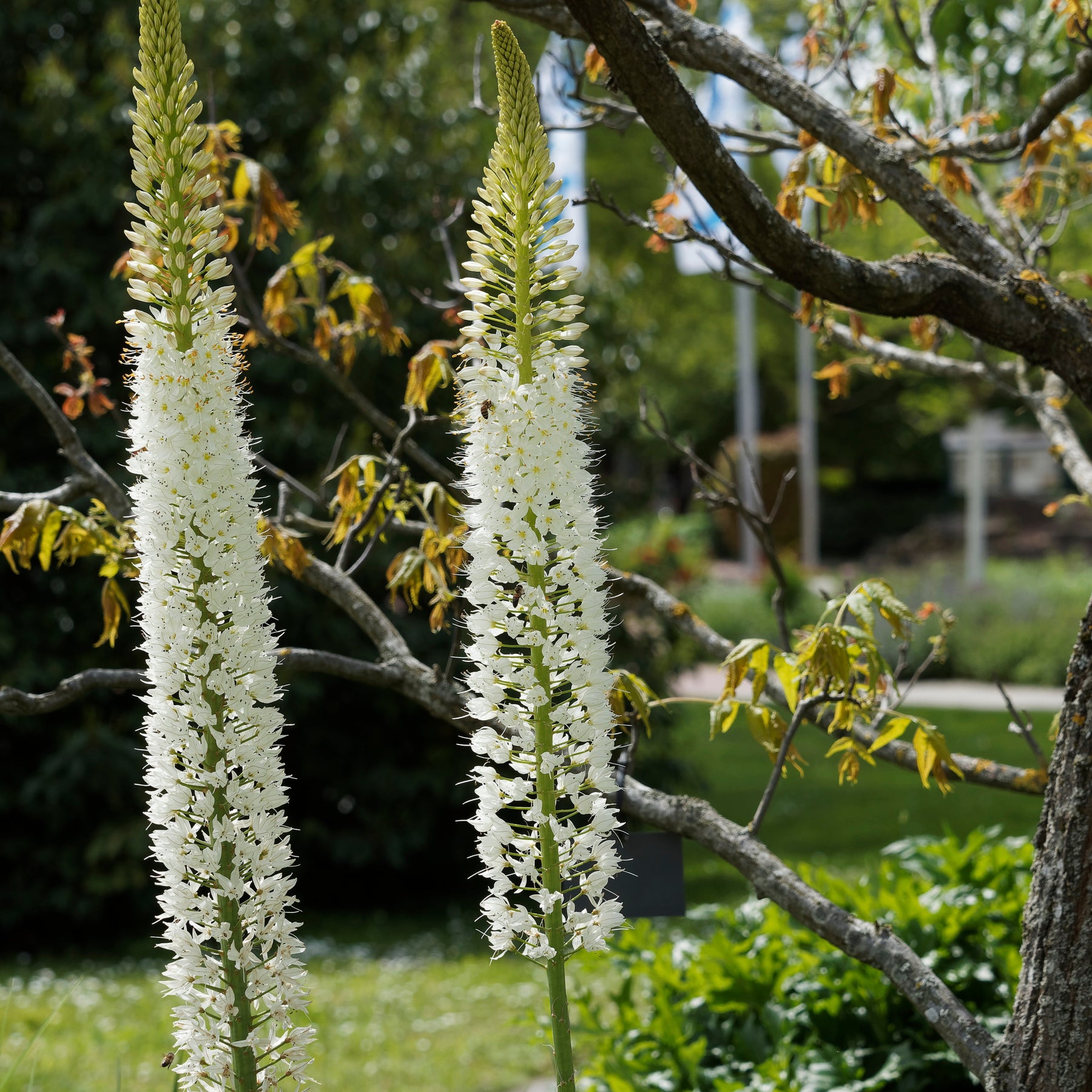 Lis des steppes White Romance - Willemse