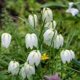 10 Fritillaires pintade unicolore blanche - Willemse