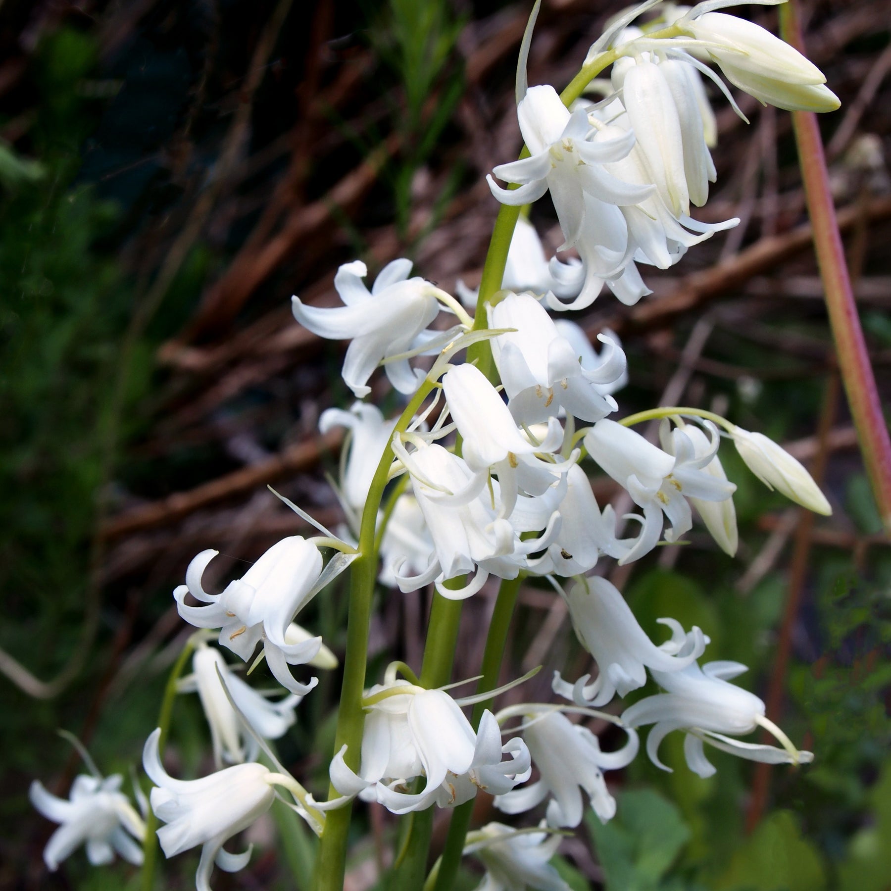 Scille - 10 Jacinthes d'Espagne à fleurs blanches - Hyacinthoides 'hispanica white'