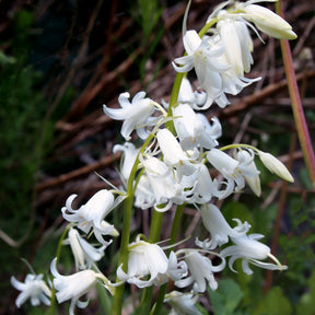 Scille - 10 Jacinthes d'Espagne à fleurs blanches - Hyacinthoides 'hispanica white'