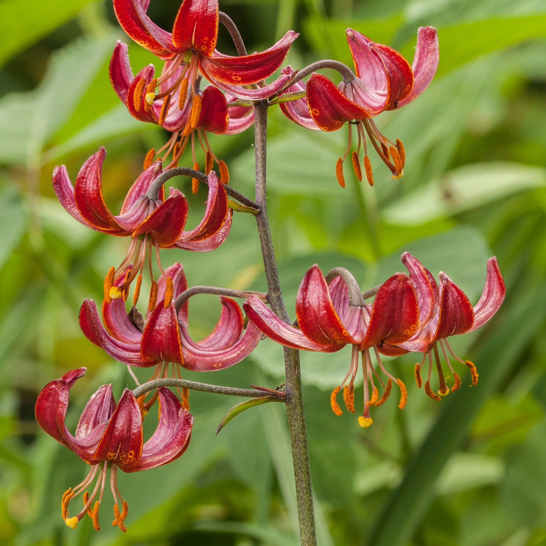 Lilium Claude Shride - Lis martagon Claude Shride - Lis - Lys