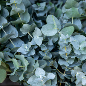 Eucalyptus Baby Blue - Willemse