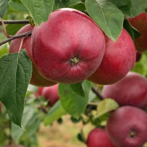 Pommier Marilyn Red - Willemse