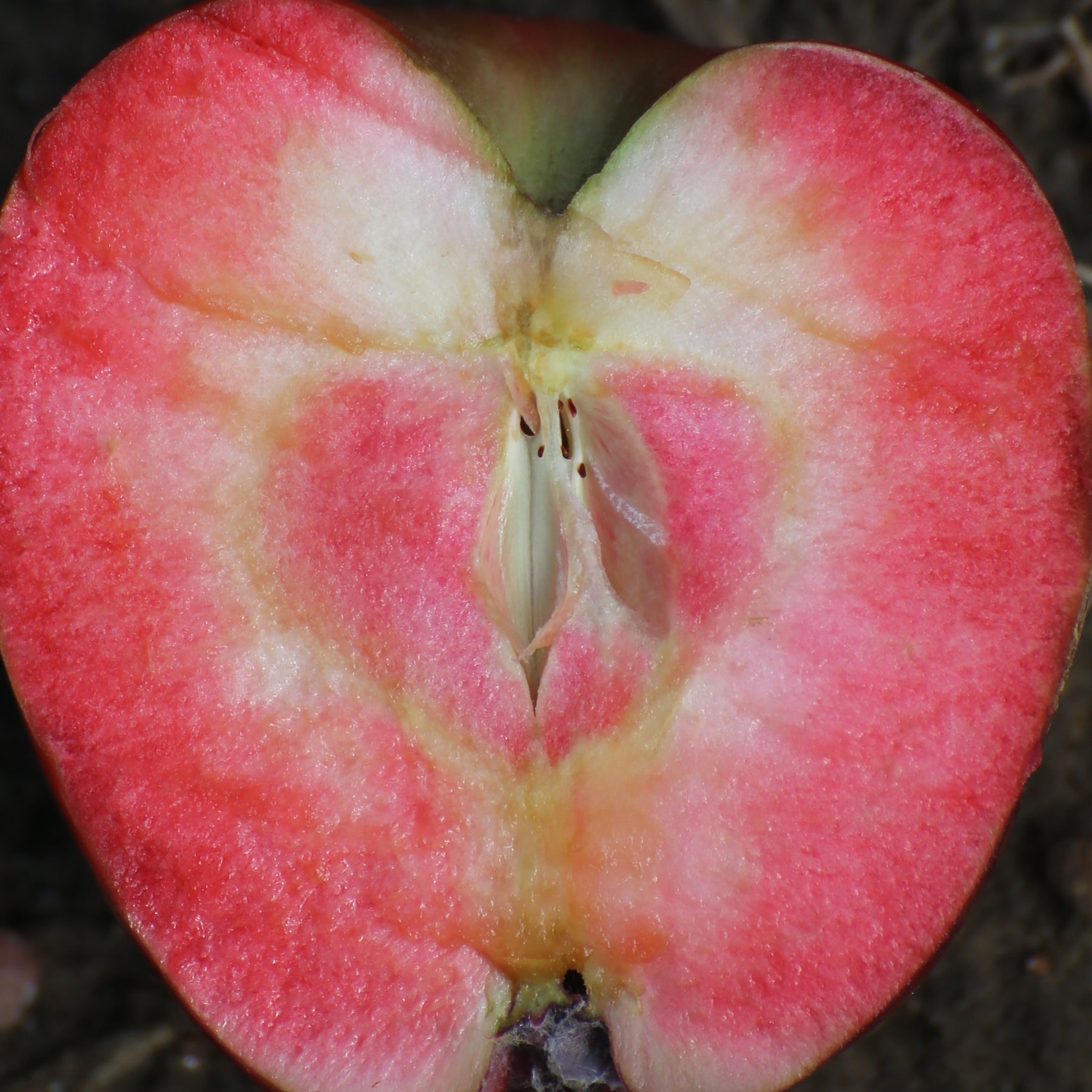Pommier Marilyn Red - Malus domestica 'marilyn red' - Willemse