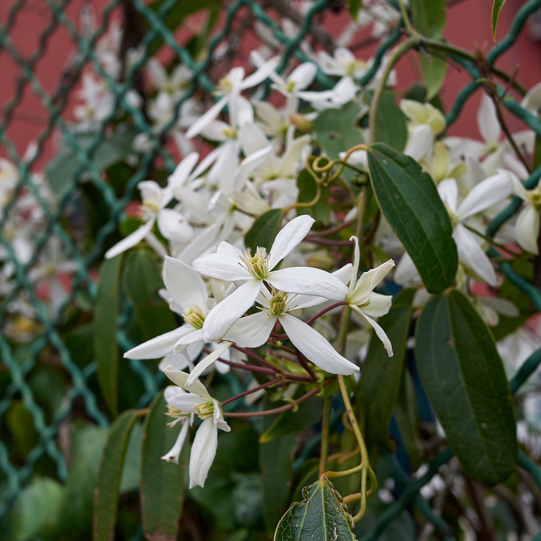 Clématite du Père Armand Little White Charm - Clematis armandii 'little white charm' - Willemse