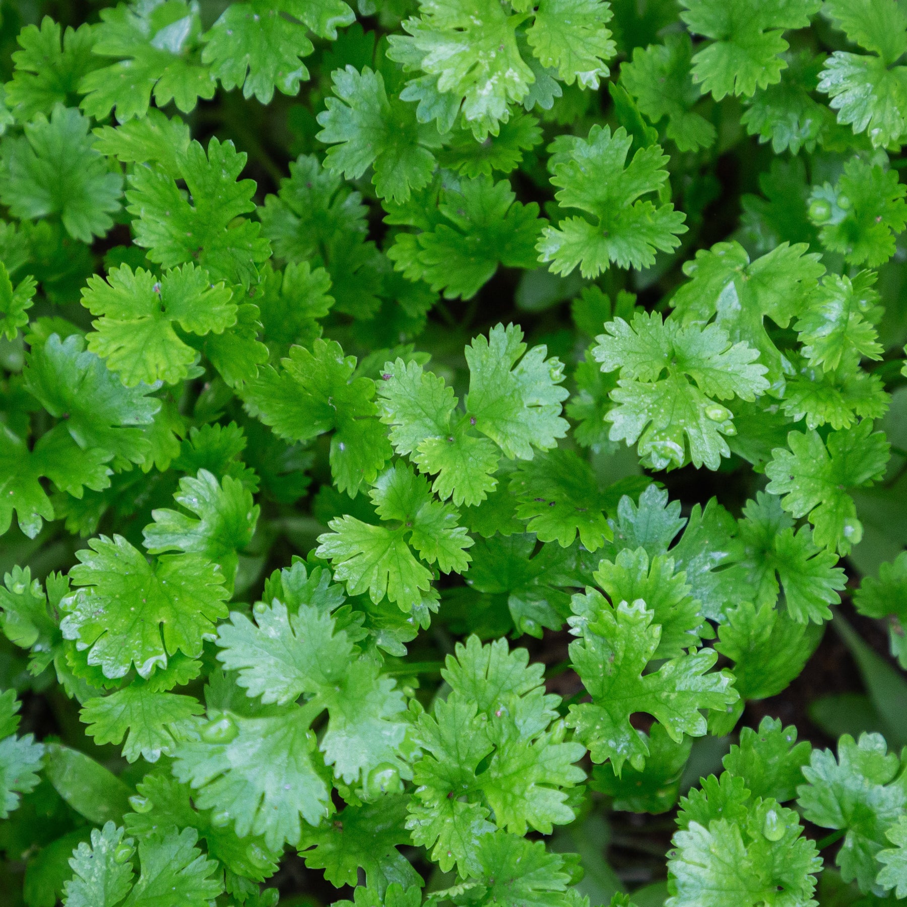 Plant de Coriandre - Coriandrum sativum - Willemse