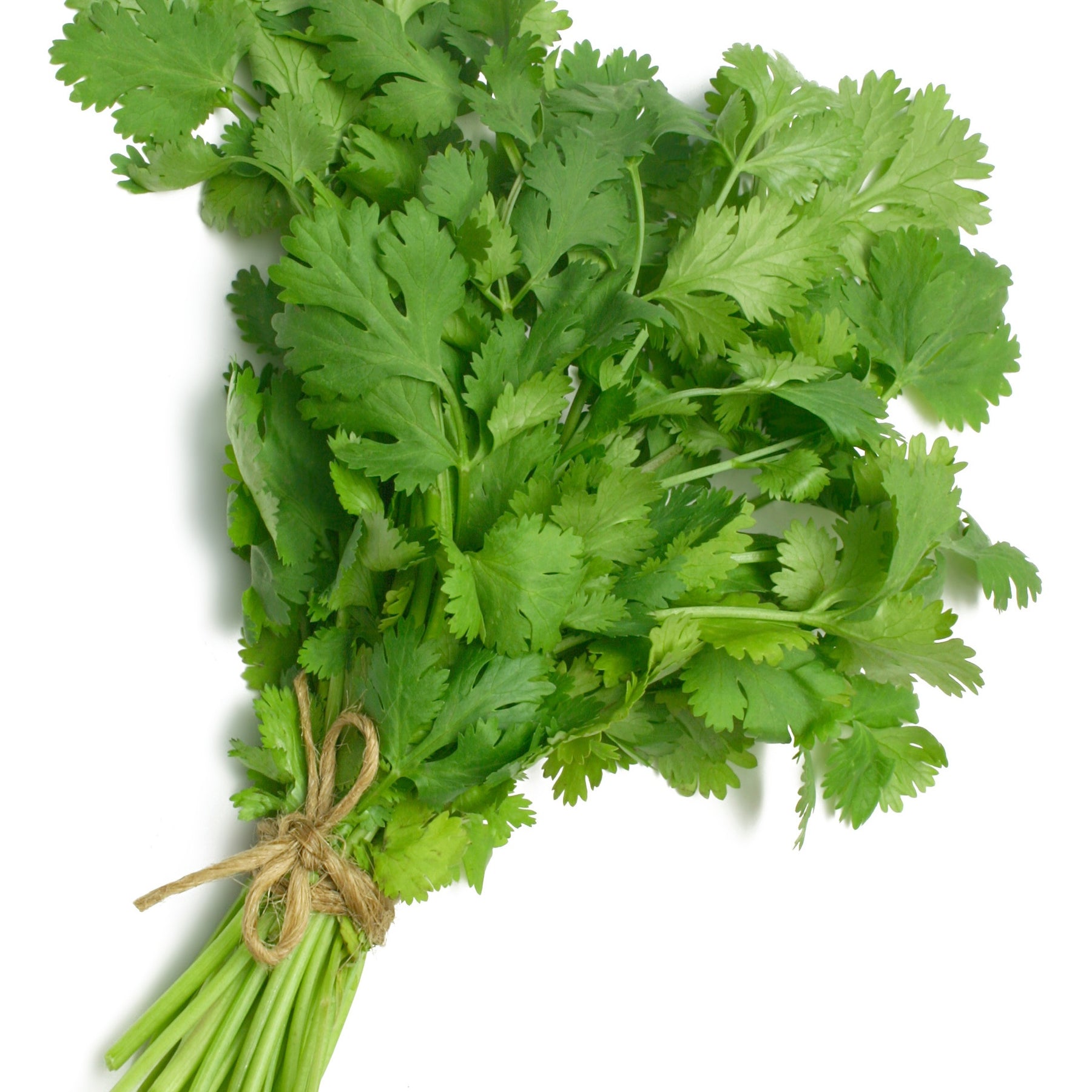 Plant de Coriandre - Willemse
