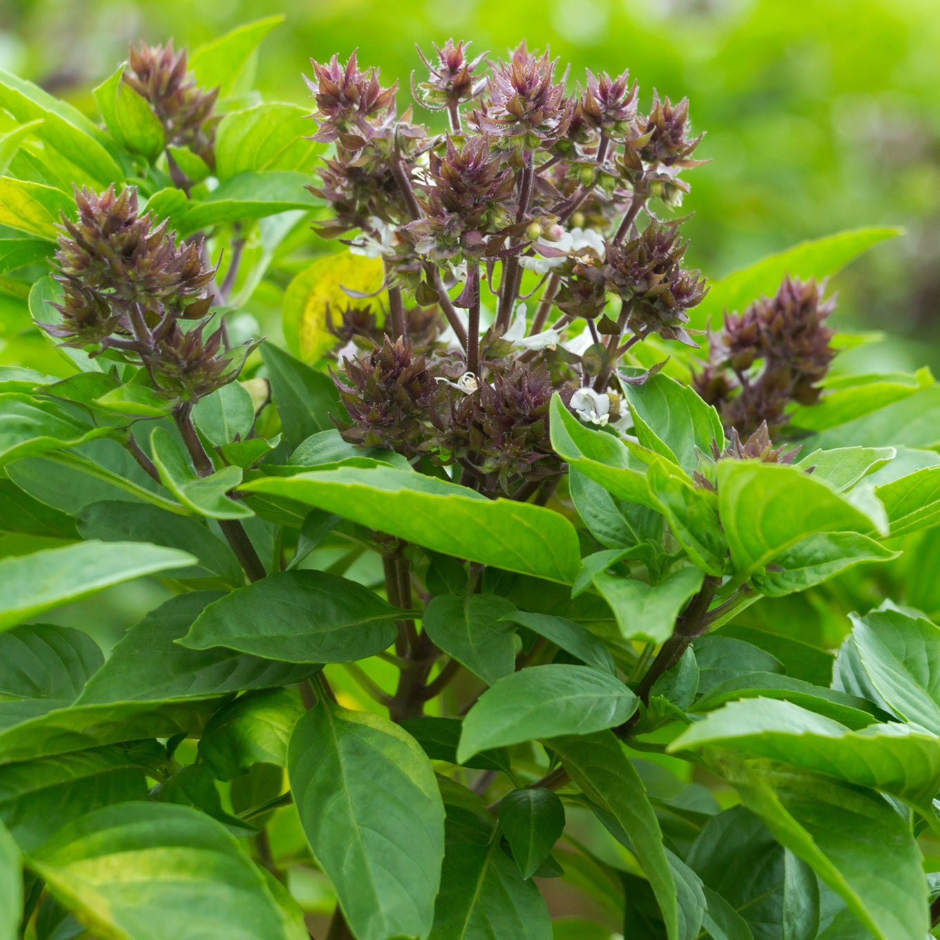 Plant de Basilic Thaï - Ocimum basilicum var. thyrsiflora - Willemse