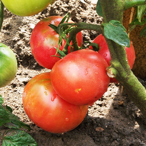 Collection de Tomates - Collection 4 tomates : Rose de Berne, Roma, Merveille des marchés, Sw - Willemse
