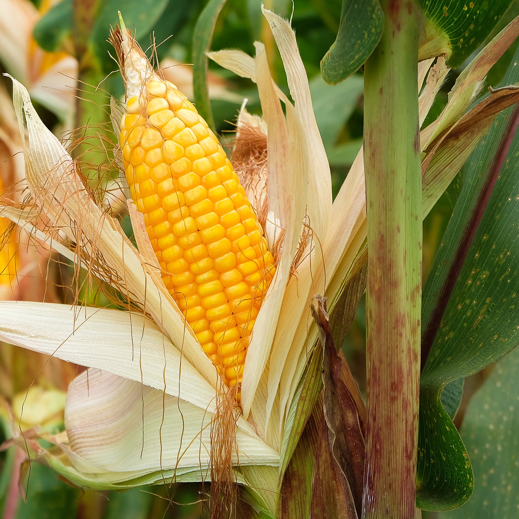 3 Plants de maïs à popcorn - Willemse