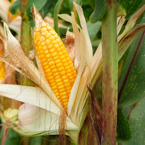 3 Plants de maïs à popcorn - Willemse