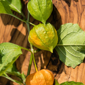 3 Plants de Coqueret du Pérou - Willemse