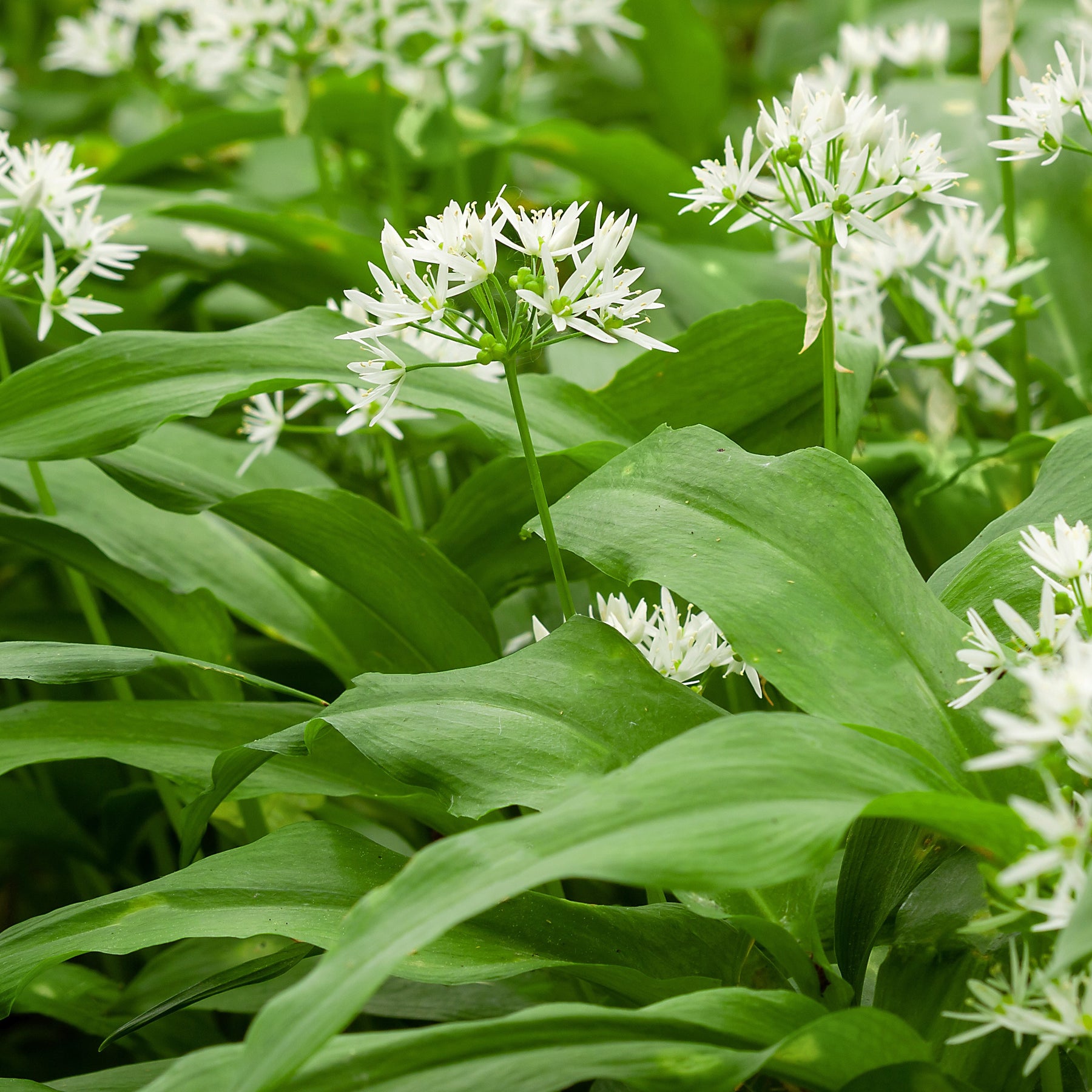 Allium ursinum - Plant d'Ail des Ours - Plants d'aromatiques