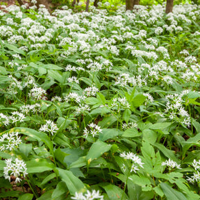 Plants d'aromatiques - Plant d'Ail des Ours - Allium ursinum