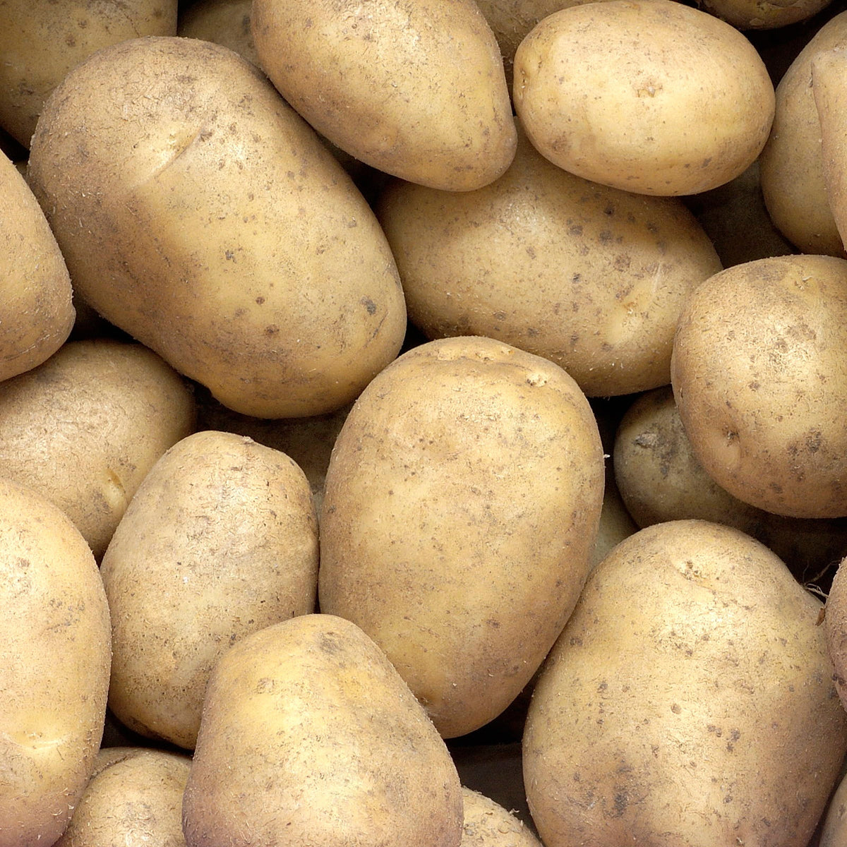 25 Pommes de terre Minette - Willemse