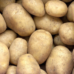 25 Pommes de terre Minette - Willemse