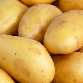 25 Pommes de terre Goldmarie - Willemse