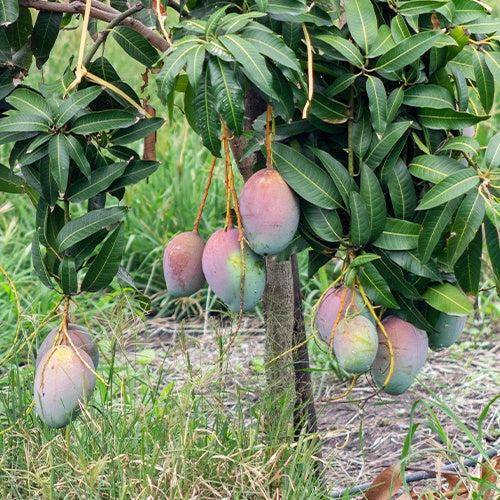 Collection de 3 manguiers (Osteen, Kensington Pride, Tommy Atkins) - Mangifera indica var. osteen / kensington pride / tommy atkins - Willemse