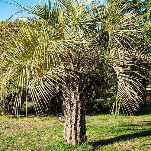 Collection de trois palmiers rustiques pour décor immédiat - Willemse