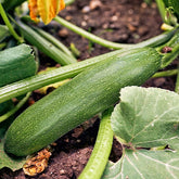 Courgette Storr's Green F1 - Willemse