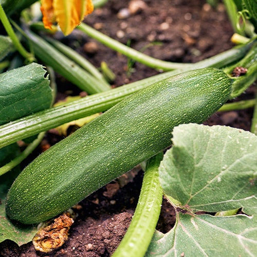 Courgette Storr's Green F1 - Willemse