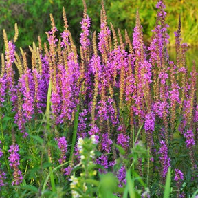 Lythrum salicaria - Salicaire - Salicaire