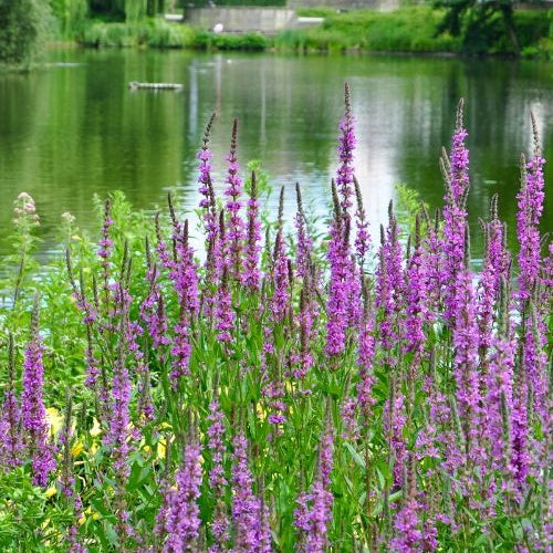 Salicaire - Lythrum salicaria - Willemse
