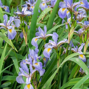 Iris versicolor - Iris versicolor - Plantes de bassins