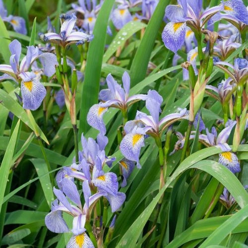 Iris versicolor - Iris versicolor - Plantes de bassins