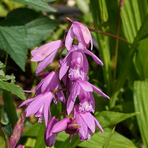 Vente Orchidée Jacinthe - Bletilla striata - Bletilla striata