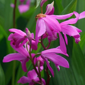 Plantes de berges - Orchidée Jacinthe - Bletilla striata - Bletilla striata