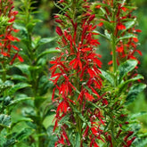 Lobelia cardinale - Willemse