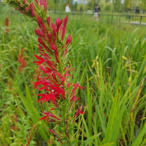 Lobelia cardinale - Lobelia cardinalis - Willemse