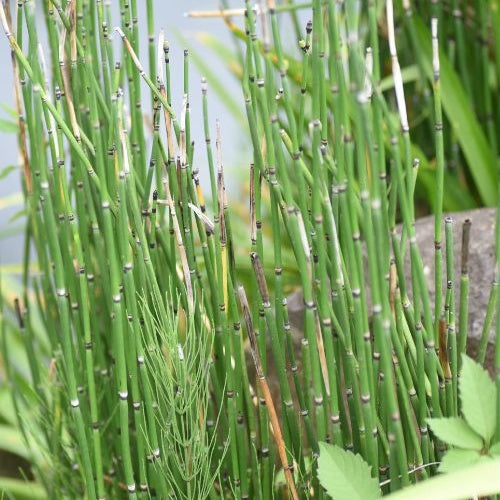 Equisetum japonicum - Prêle du Japon - Plantes de bassins