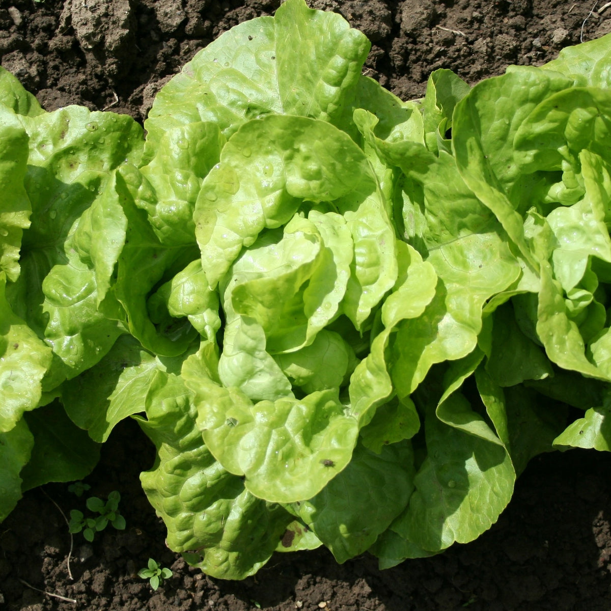 6 Plants de Laitue pommée Appia - Willemse