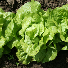 6 Plants de Laitue pommée Appia - Willemse