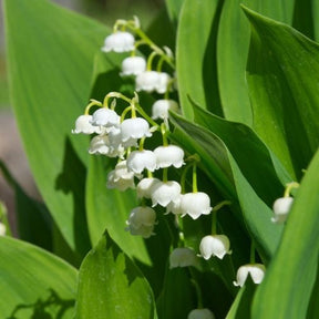 Muguet - 9 Muguets en mélange : blanc, rose, géant de Bordeaux - Convallaria majalis