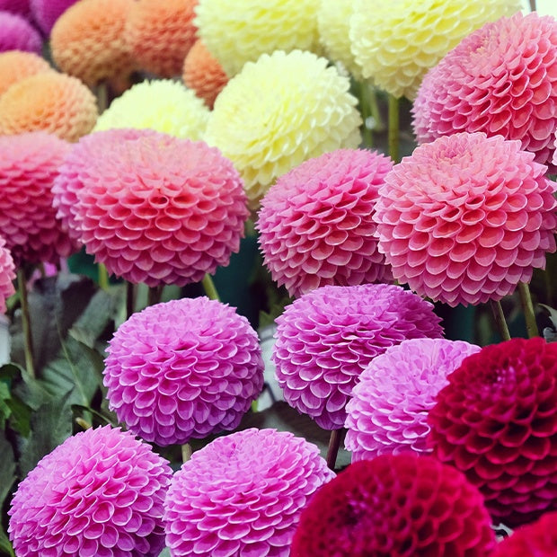 Dahlia - 5 Dahlias pompons colorés en mélange - Dahlia