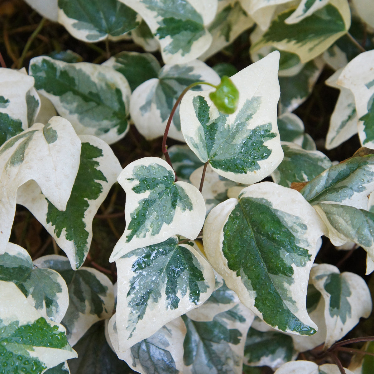 Lierre des Canaries Gloire de Marengo - Hedera algeriensis Gloire de Marengo - Willemse