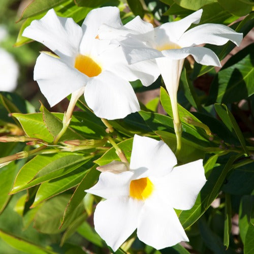 Dipladenia - Jasmin du Brésil blanc - Dipladenia - Dipladenia