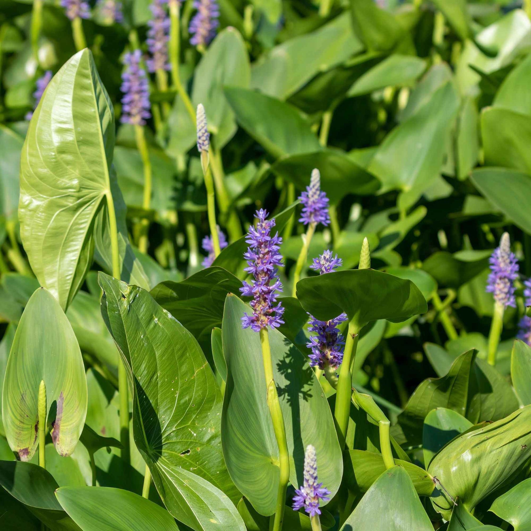 Pontédérie - Pontédérie à feuilles en coeur - Pontederia cordata