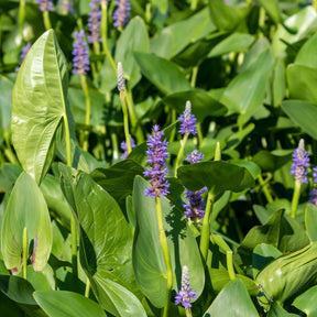 Pontédérie - Pontédérie à feuilles en coeur - Pontederia cordata