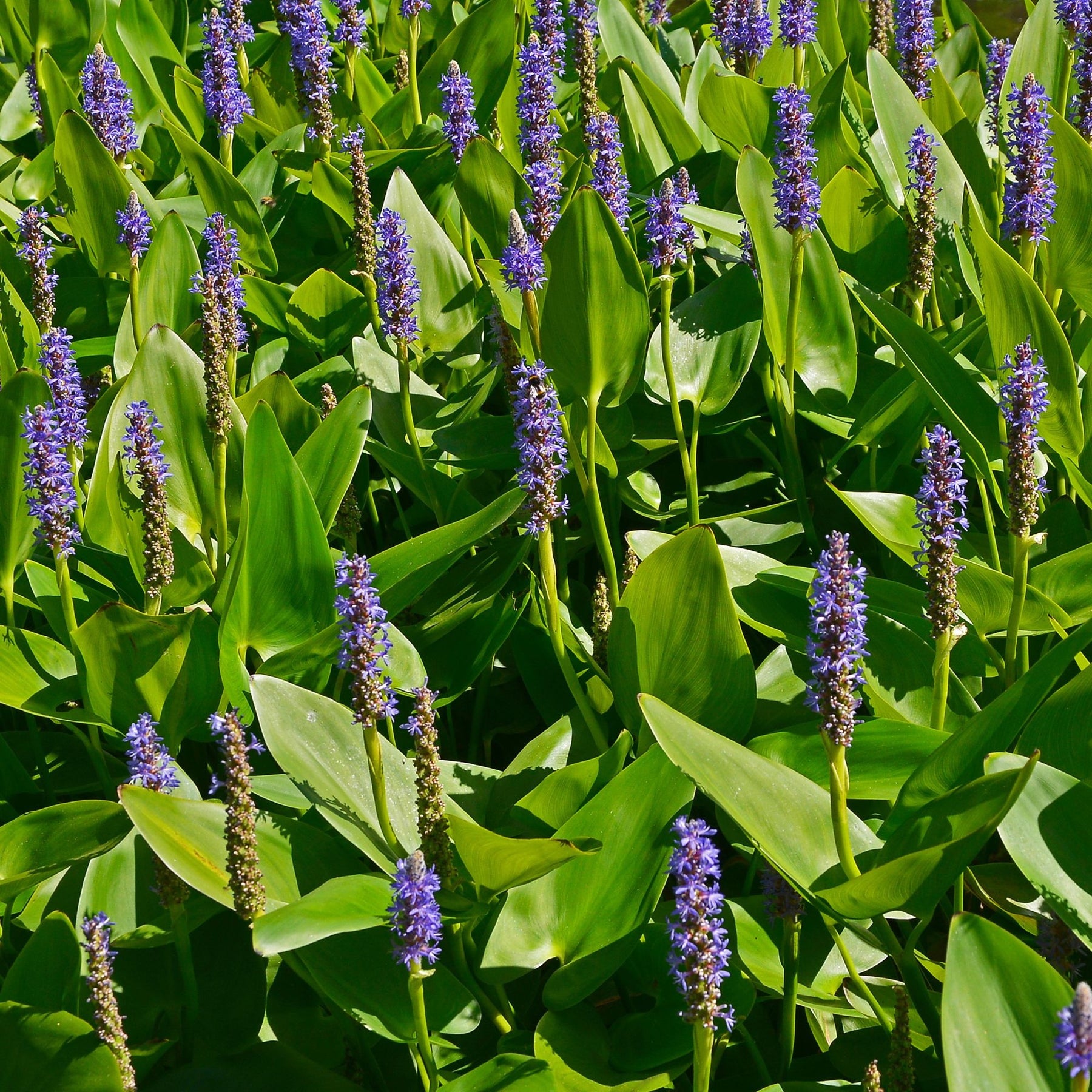 Vente Pontédérie à feuilles en coeur - Pontederia cordata