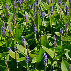 Vente Pontédérie à feuilles en coeur - Pontederia cordata