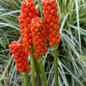 3 Gouets commun - Arum italicum - Willemse