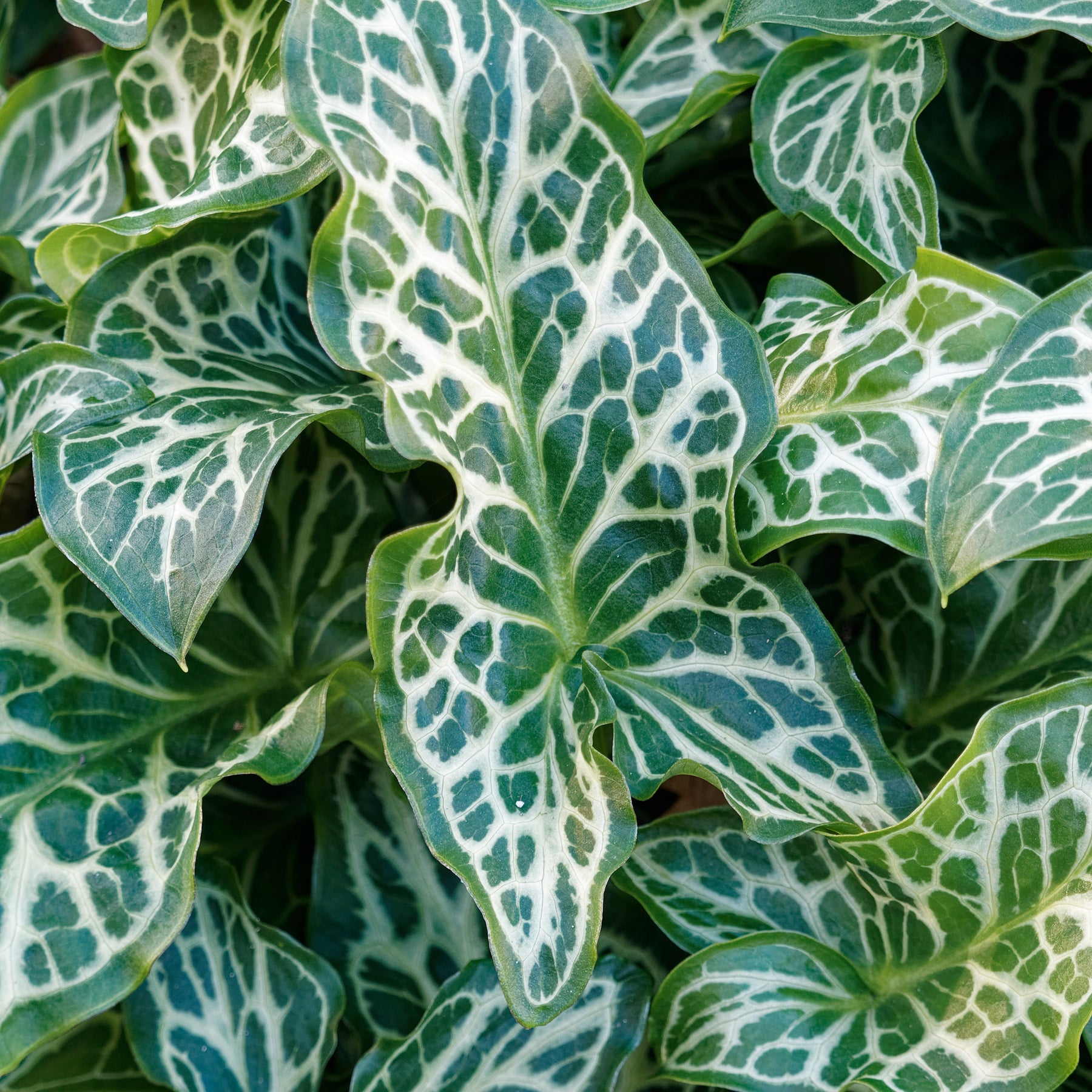 Arum italicum - 3 Gouets commun - Arum