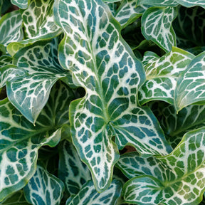 Arum italicum - 3 Gouets commun - Arum