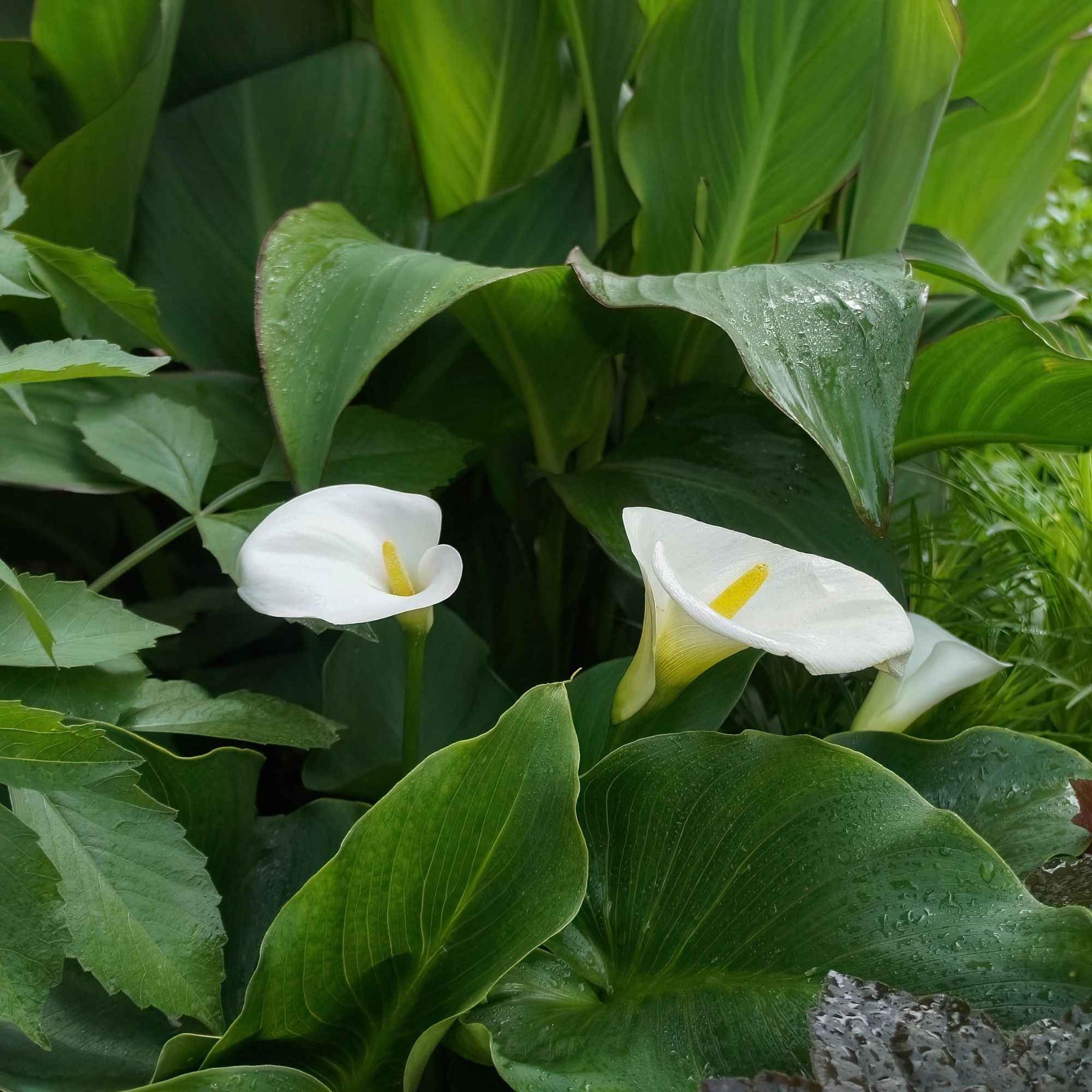 Zantedeschia aethiopica - 2 Arums blanc d'Ethiopie - Arum