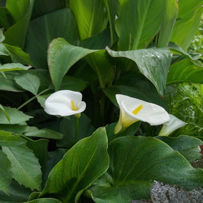 Zantedeschia aethiopica - 2 Arums blanc d'Ethiopie - Arum
