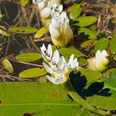 Vanille d'eau - Willemse